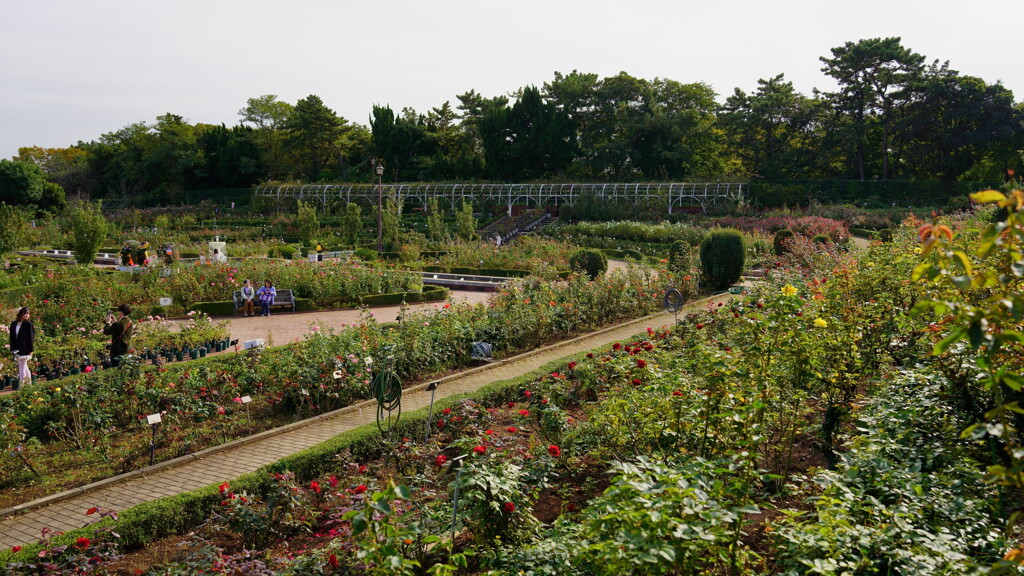 谷津バラ園