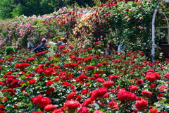 谷津バラ園　薔薇のトンネル