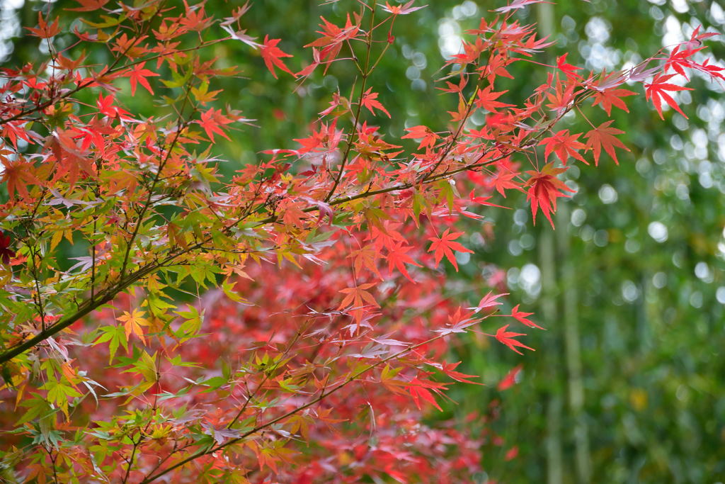 紅葉　船橋大明神