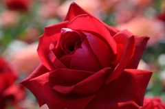 薔薇 ブルグンド81