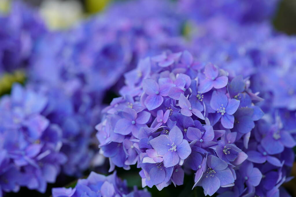 紫陽花　２
