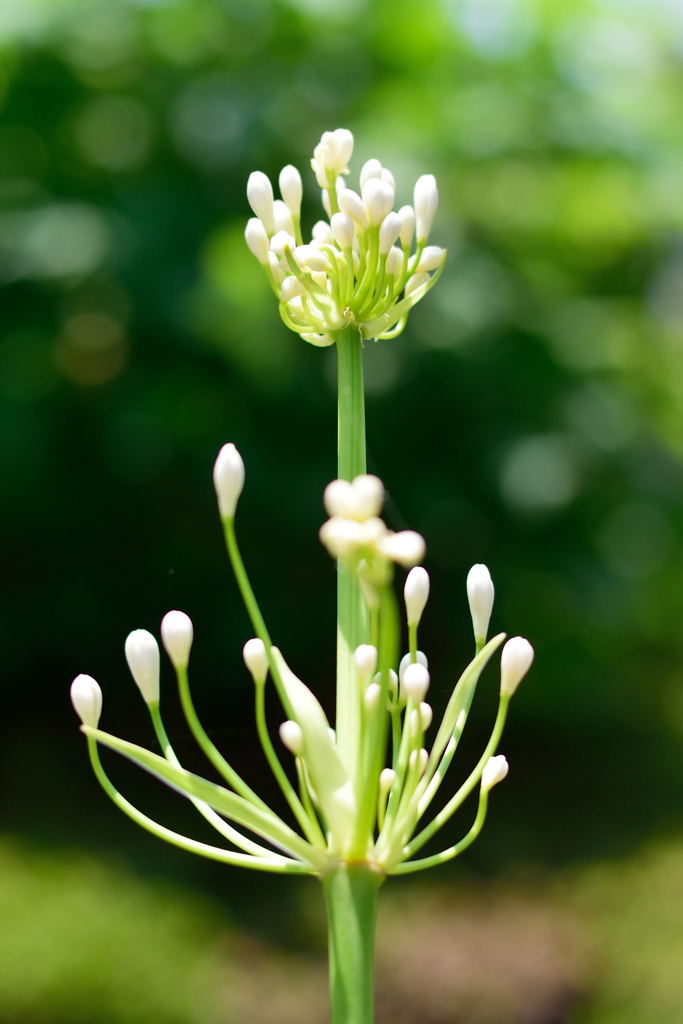 アガパンサス　帯化