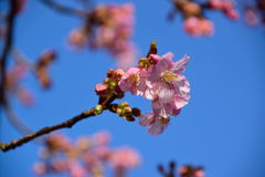 河津桜　６