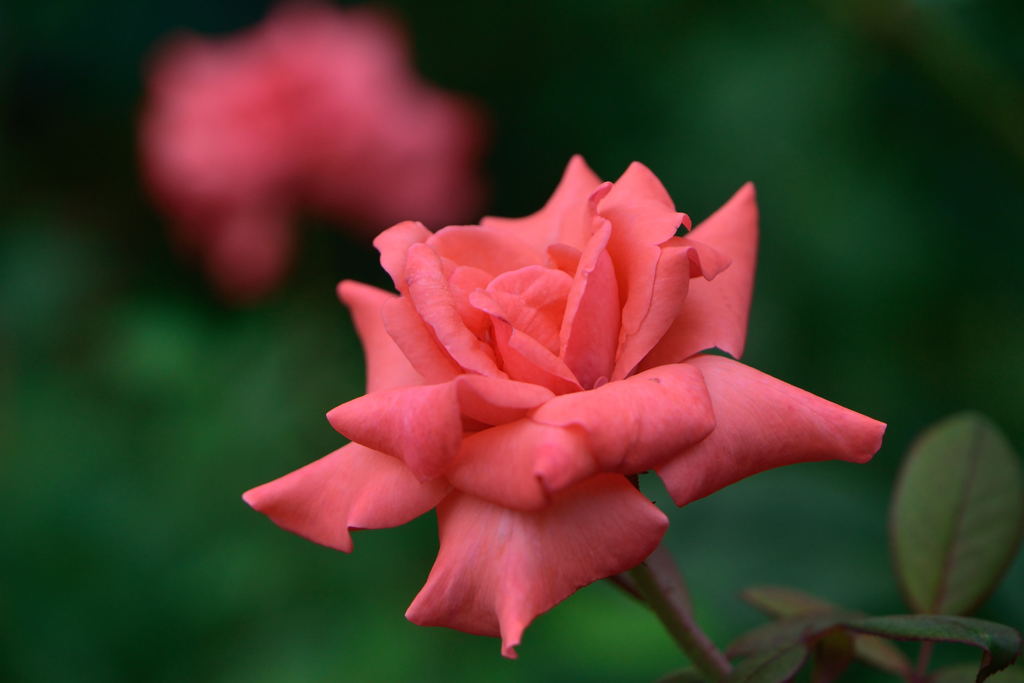 薔薇　スペルバウンド