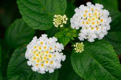 ランタナの白い花