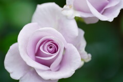 薔薇　ブルームーン