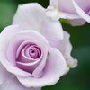 薔薇　ブルームーン