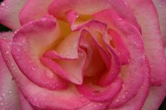 雨上がりの薔薇たち