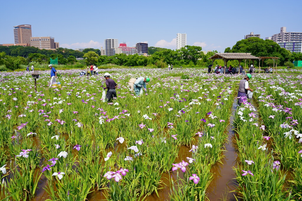 小岩菖蒲園　２