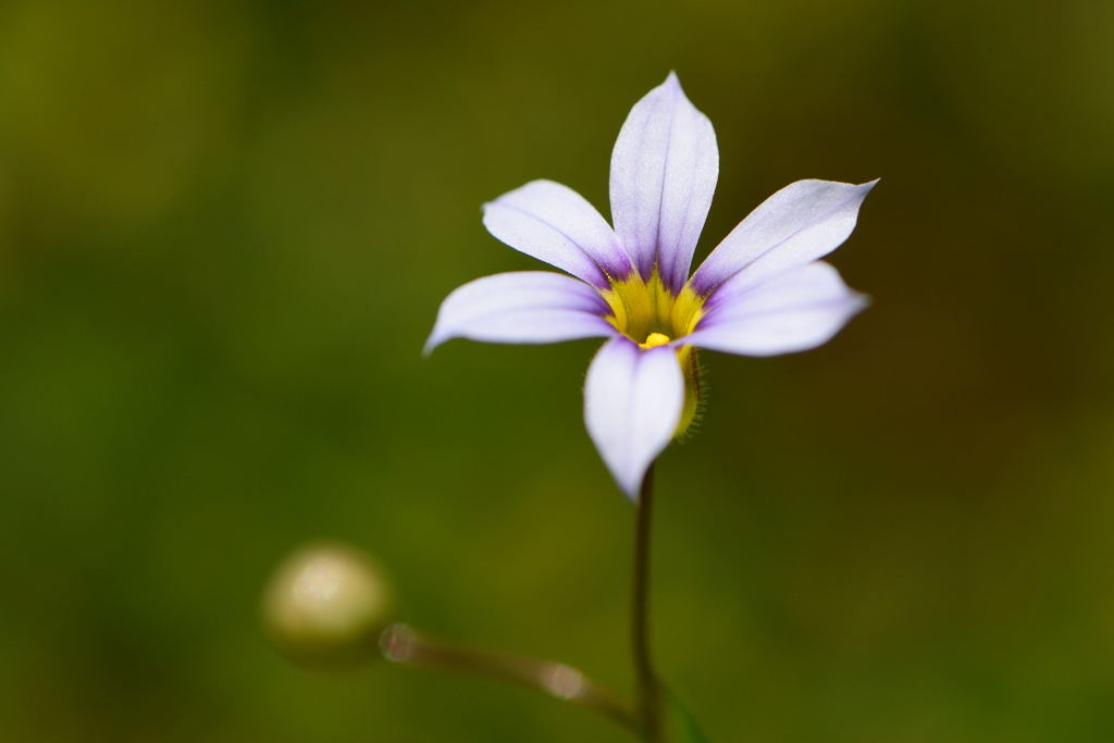 ニワゼキショウ