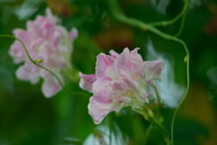 マルバアサガオ