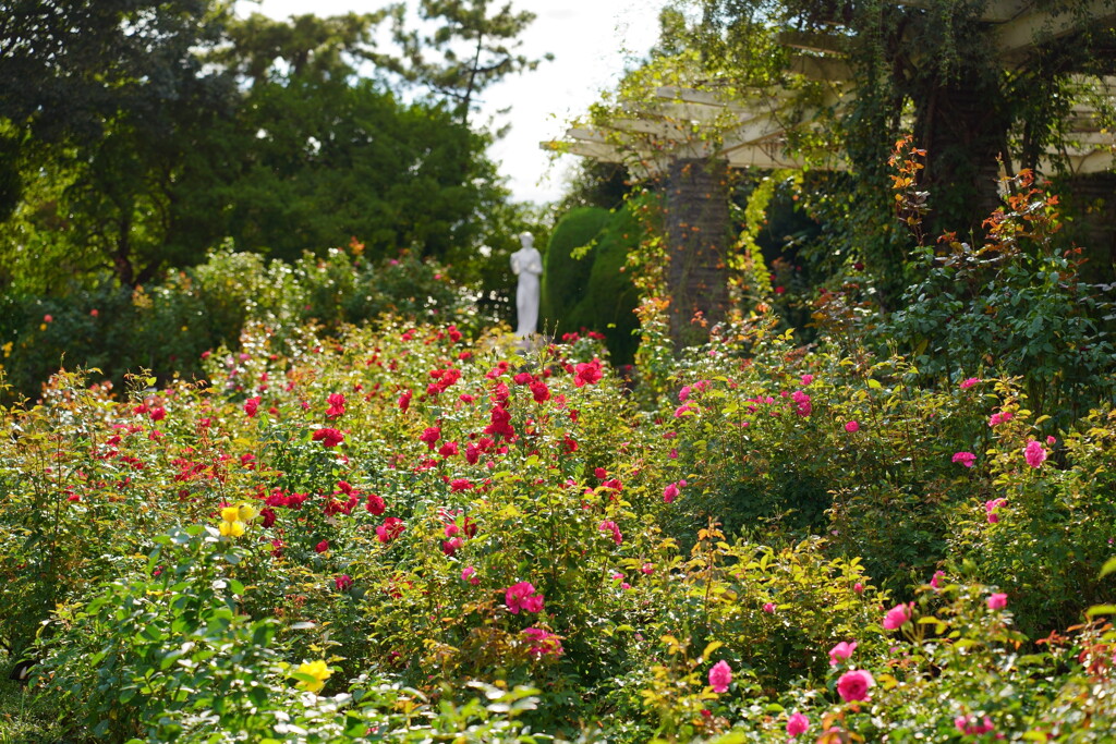 谷津バラ園　２