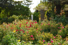 谷津バラ園　２