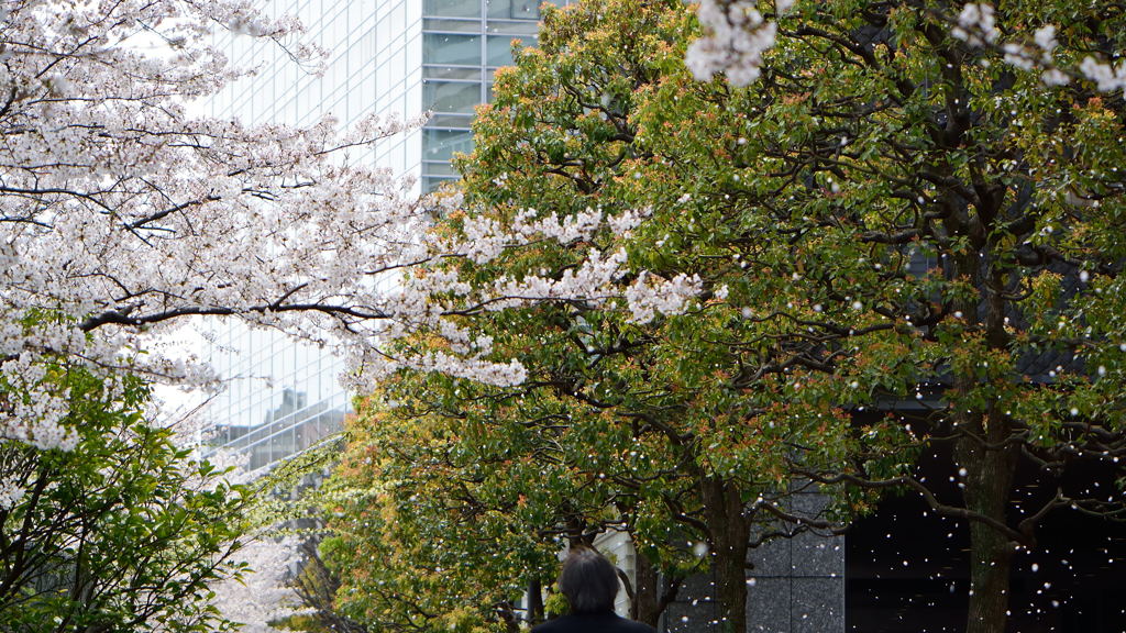 桜吹雪　１