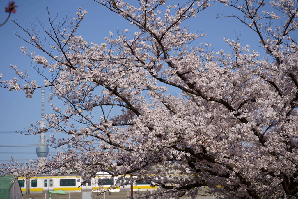 亀戸中央公園　２