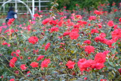 薔薇　ストロベリークラッシュ　２