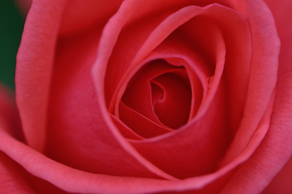 薔薇　アメリカンプライド　巻