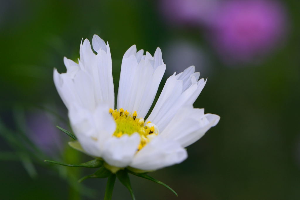 秋桜　ダブルクリック　スノーパフ
