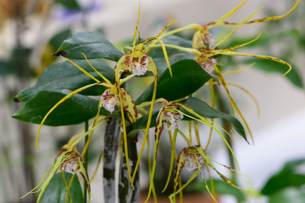 蘭　デンドロビウム