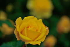 薔薇　ポリゴールド