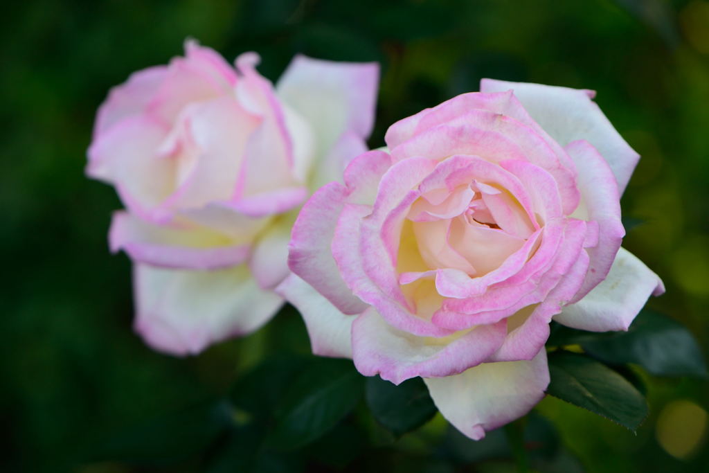 薔薇　プリンセス　ドゥ　モナコ