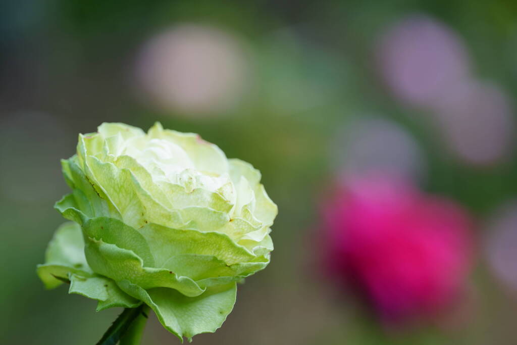 薔薇　わかな