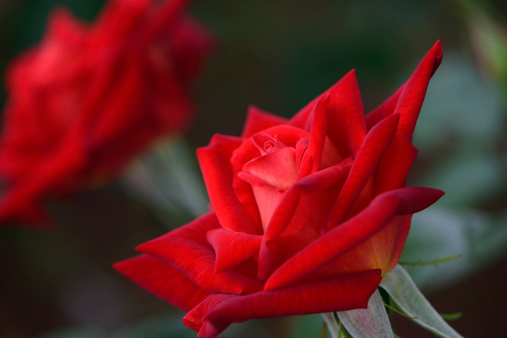 薔薇　かがやき