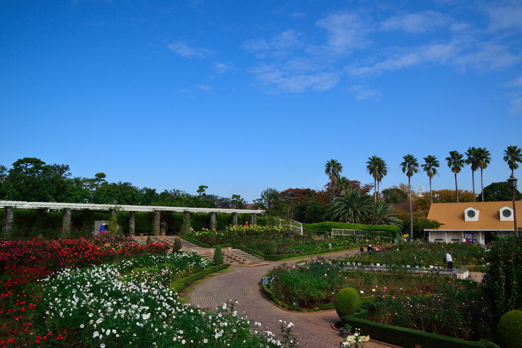谷津バラ園の眺め