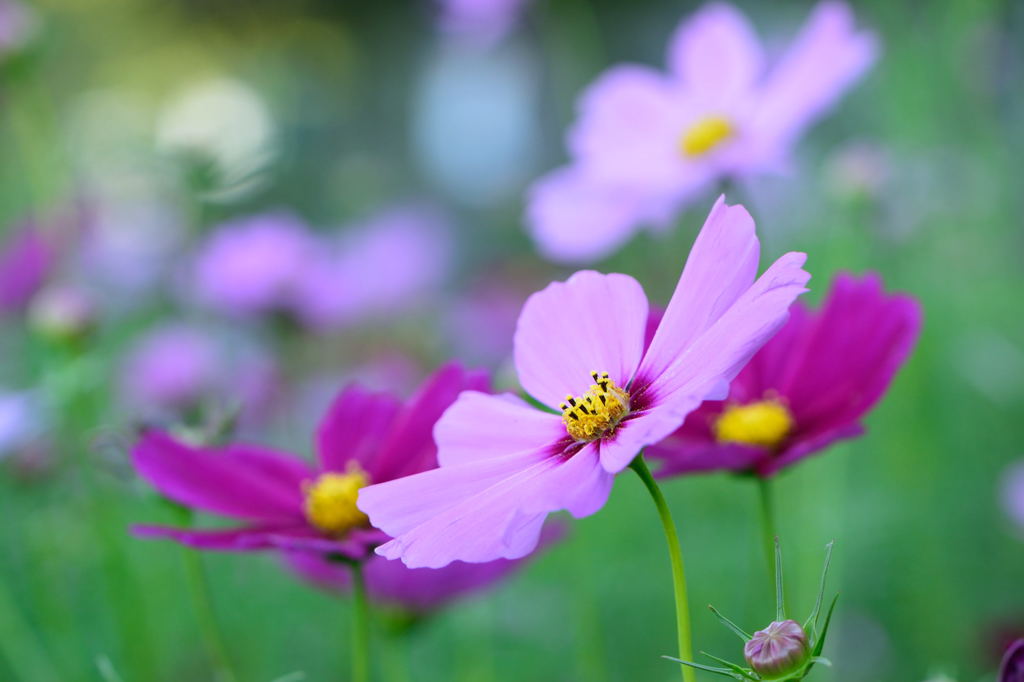 秋桜　コスモス畑