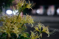 夜の彼岸花　１