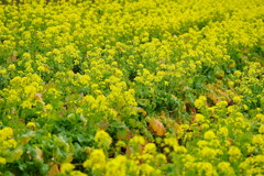 菜の花