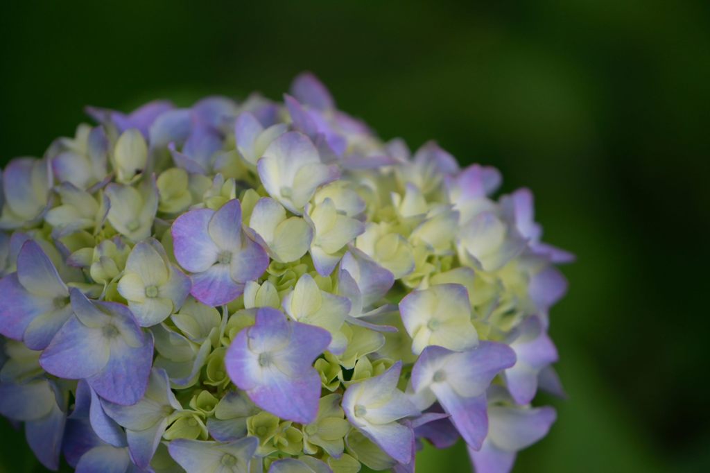 紫陽花　青紫に