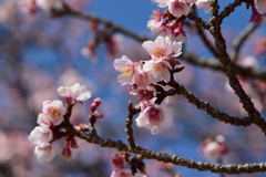 寒桜　２