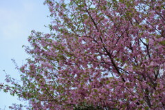 ヒマラヤ桜　２