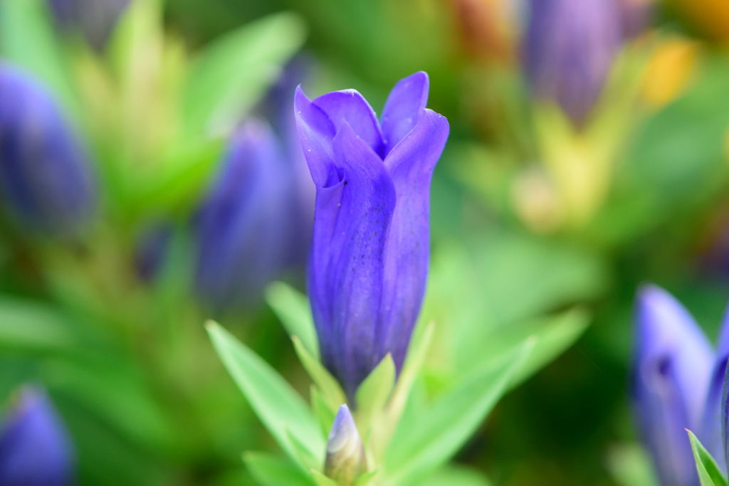 リンドウ　シャインブルーアシロ