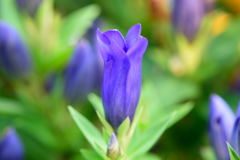 リンドウ　シャインブルーアシロ