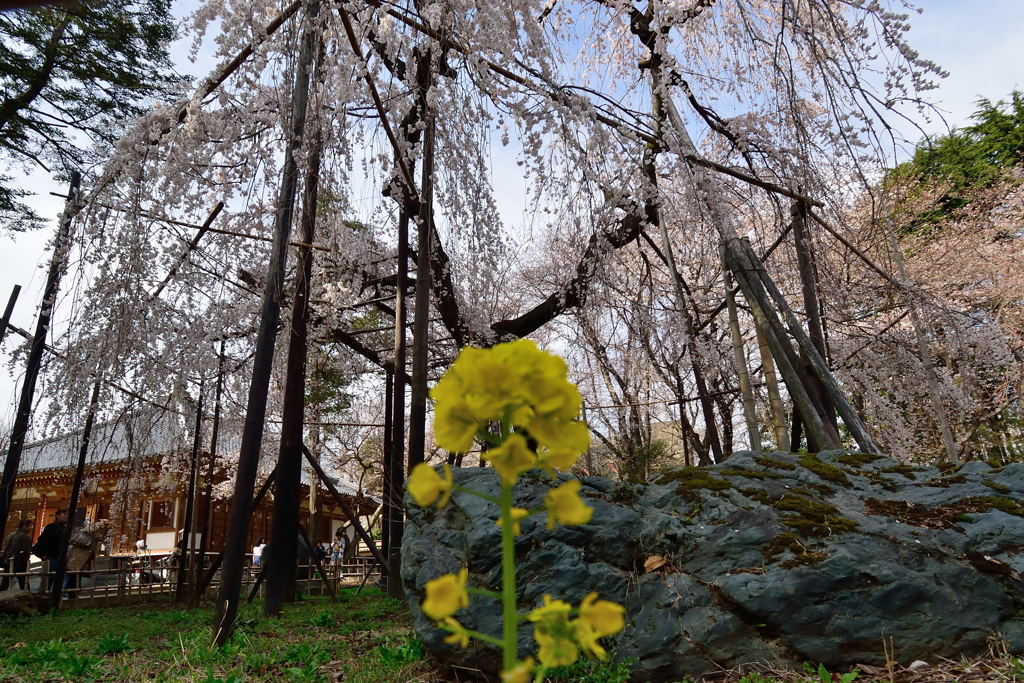 伏姫桜　菜の花