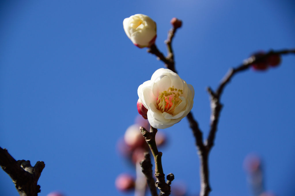 白梅　咲きかけ