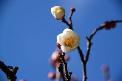 白梅　咲きかけ