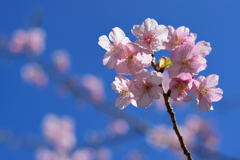 河津桜　１８