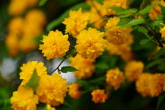 山吹