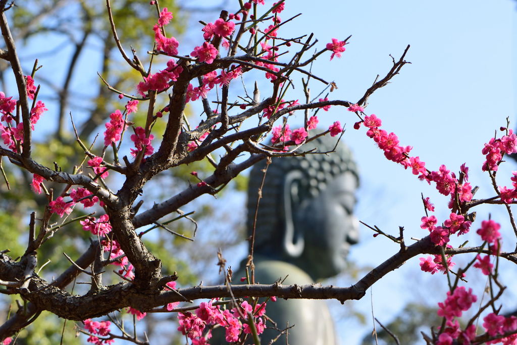 紅梅大仏