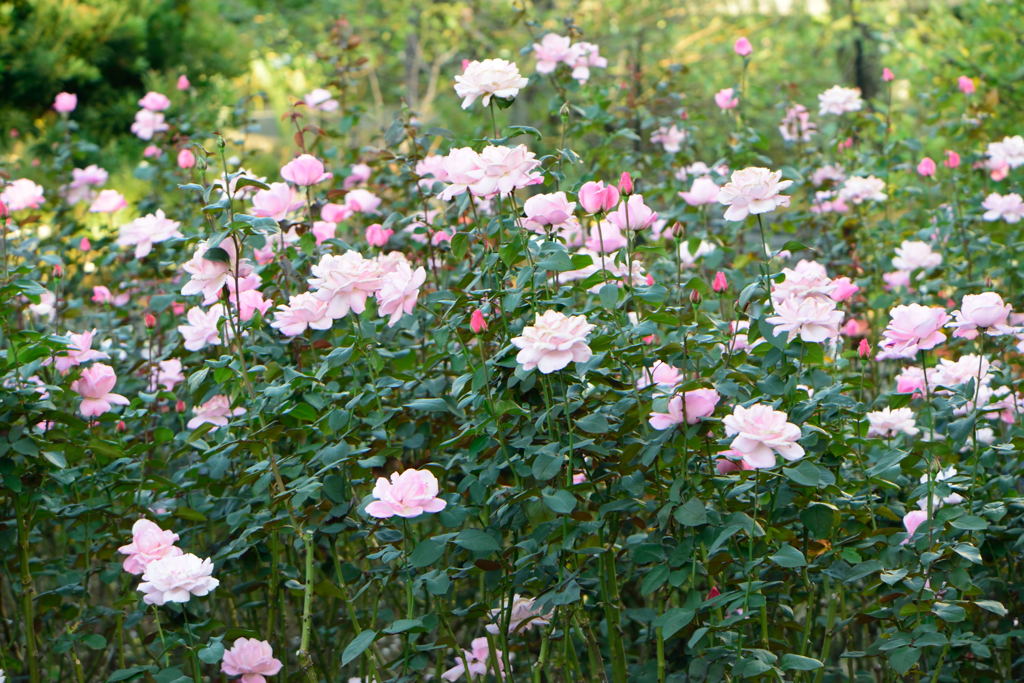 薔薇　クイーン　エリザベス