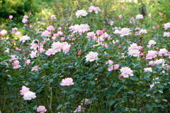 薔薇　クイーン　エリザベス