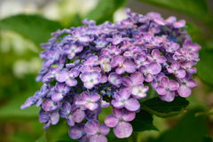 紫陽花　おたふく