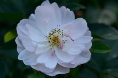 薔薇　スカボロ　フェアー