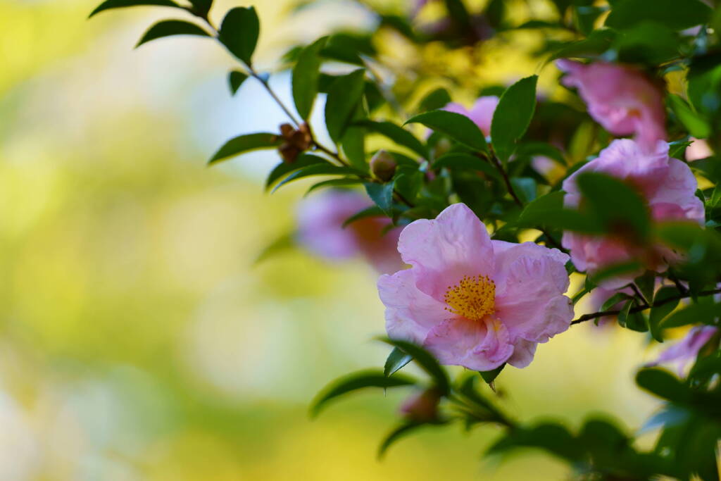 山茶花