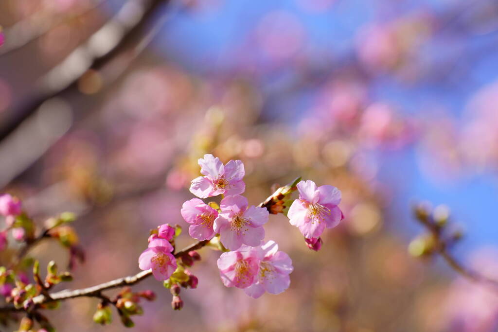 河津桜　２