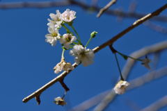 明月院　桜