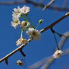 明月院　桜